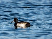 Reiherente Männchen